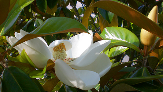 Closeup of a magnolia blossom